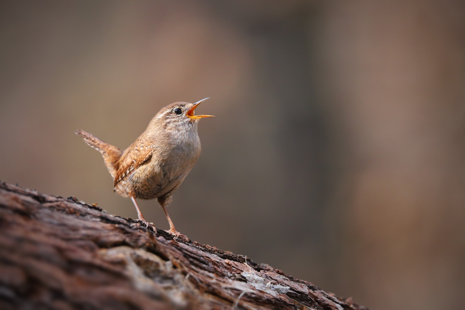 Why Do Birds (Actually) Sing? – Flypaper