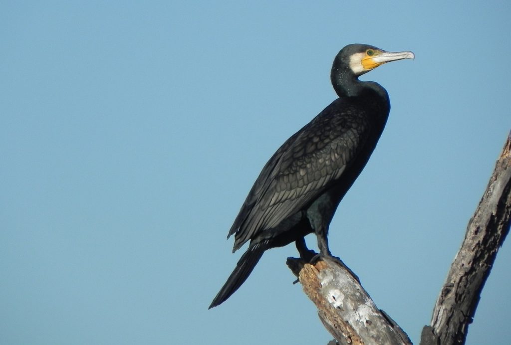 Great Cormorant BirdLife Cyprus