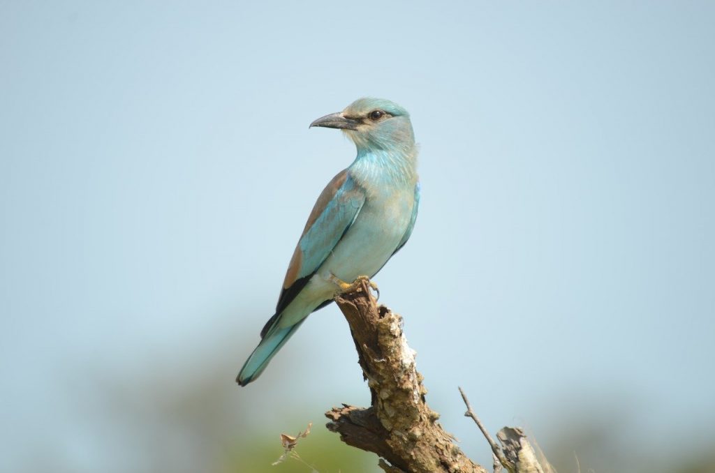 bird, roller, european