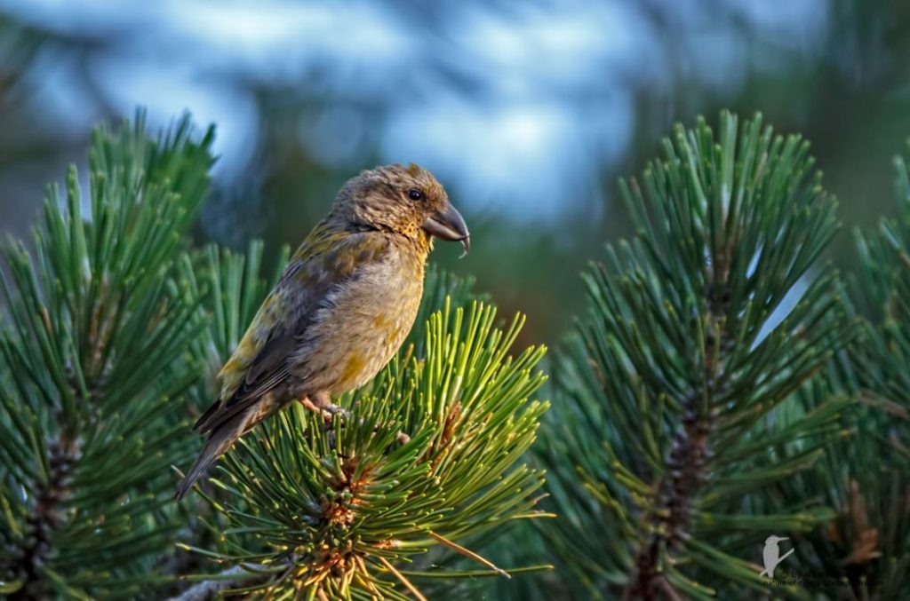Red Crossbill - BirdLife Cyprus
