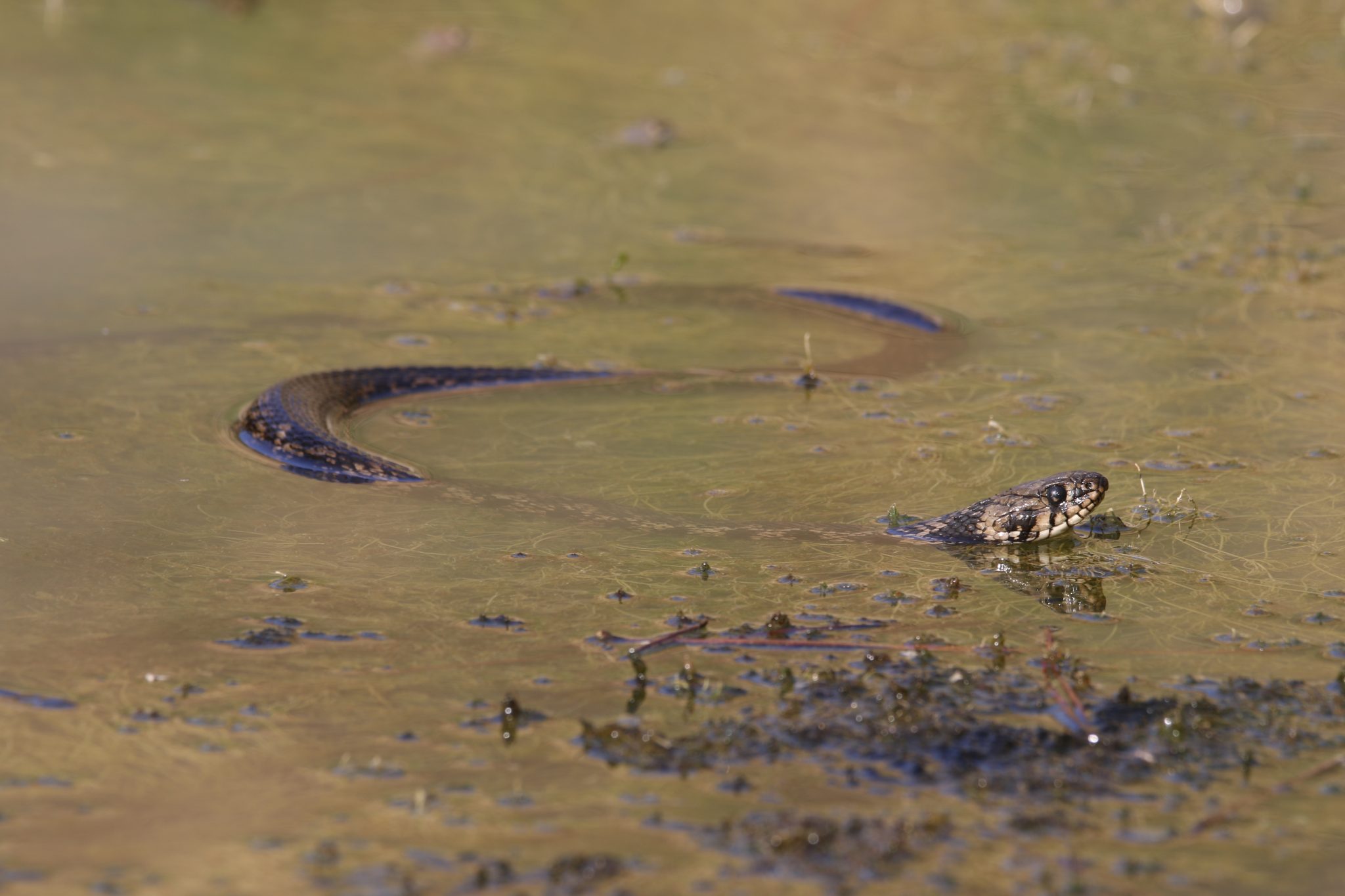 A wetland gem in need of some TLC BirdLife Cyprus