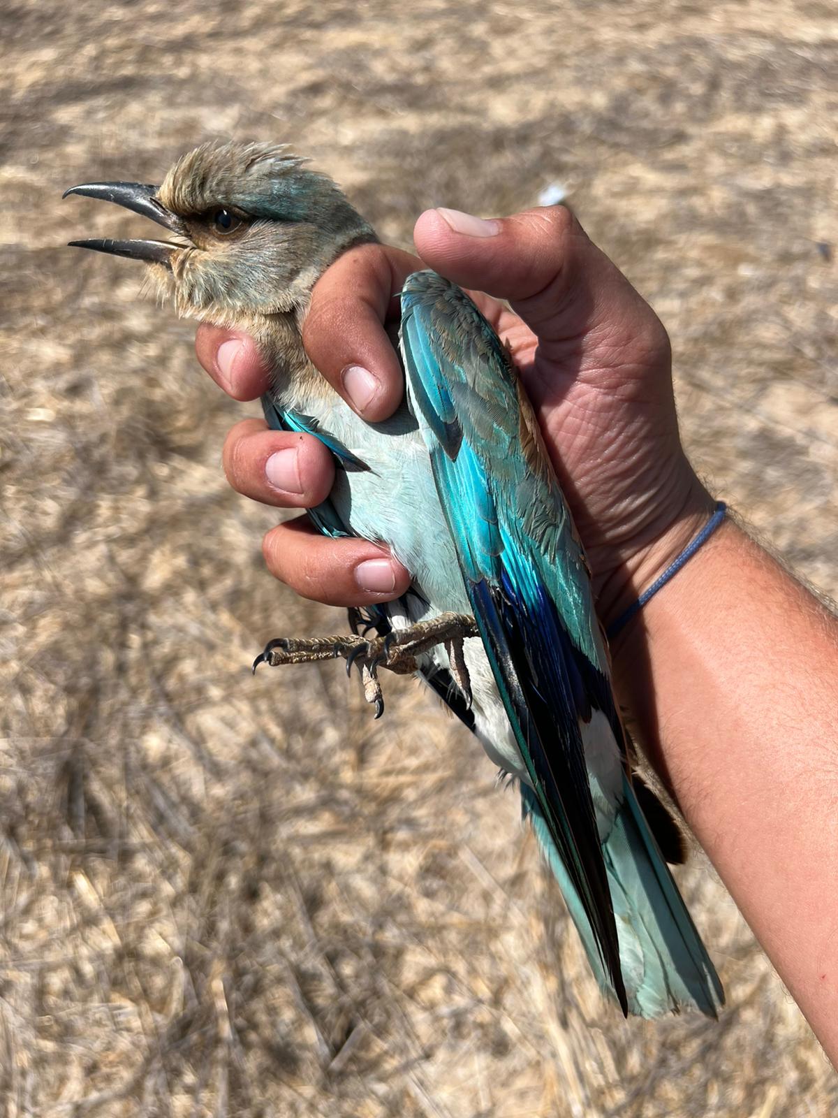 European Roller Shot 1. Soros Lake 19 9 2022