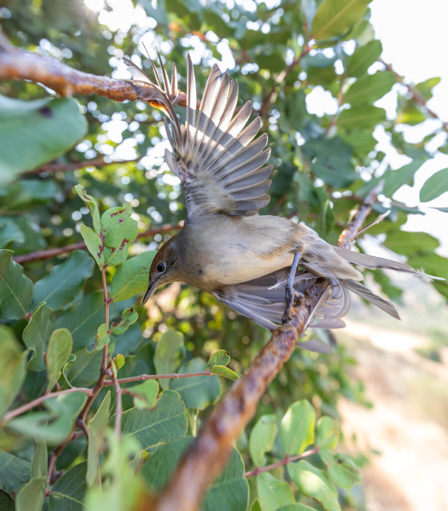 New Bird Trap Rule Helps Protect Florida Songbirds from Poaching