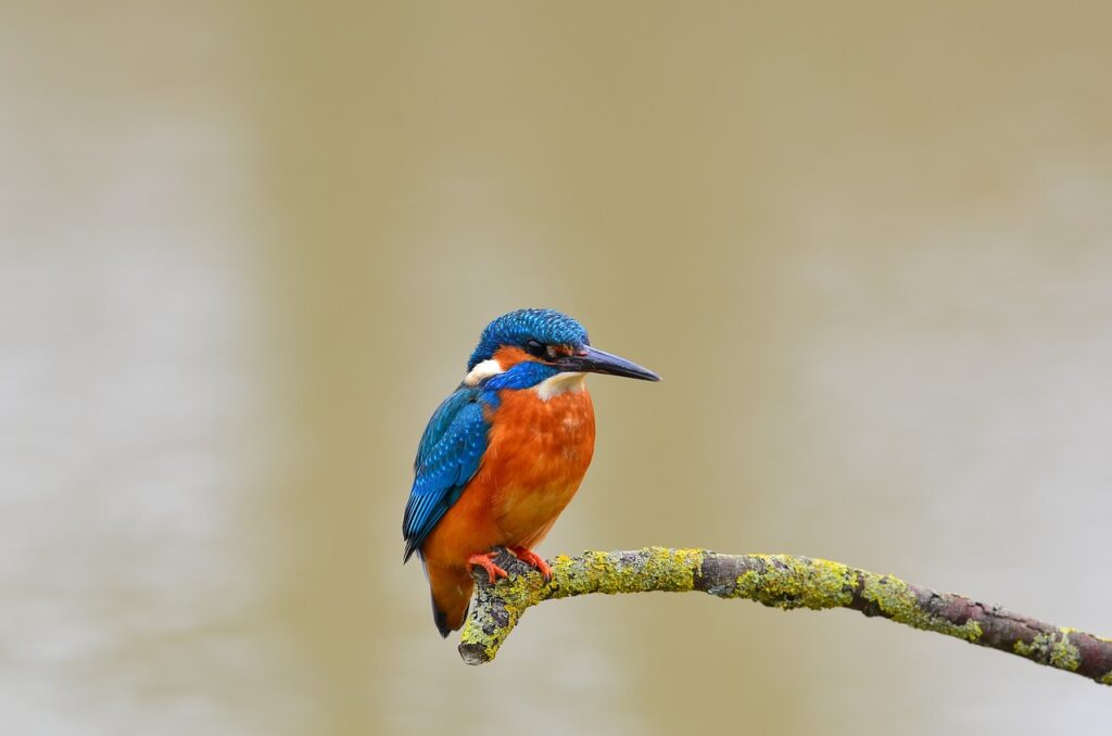 kingfisher, bird, perched-1352520.jpg