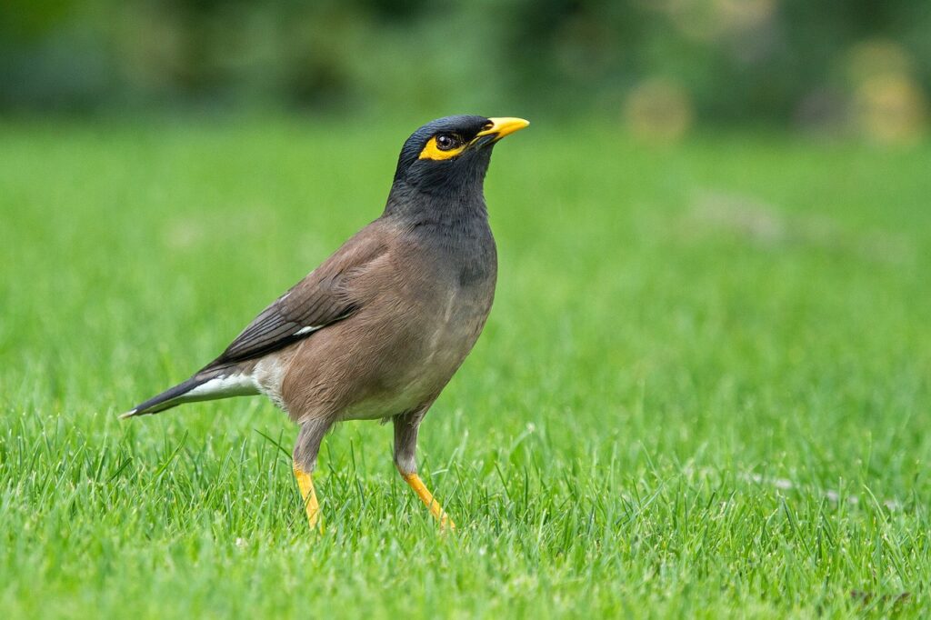 common myna, acridotheres tristis, mynah-1367119.jpg