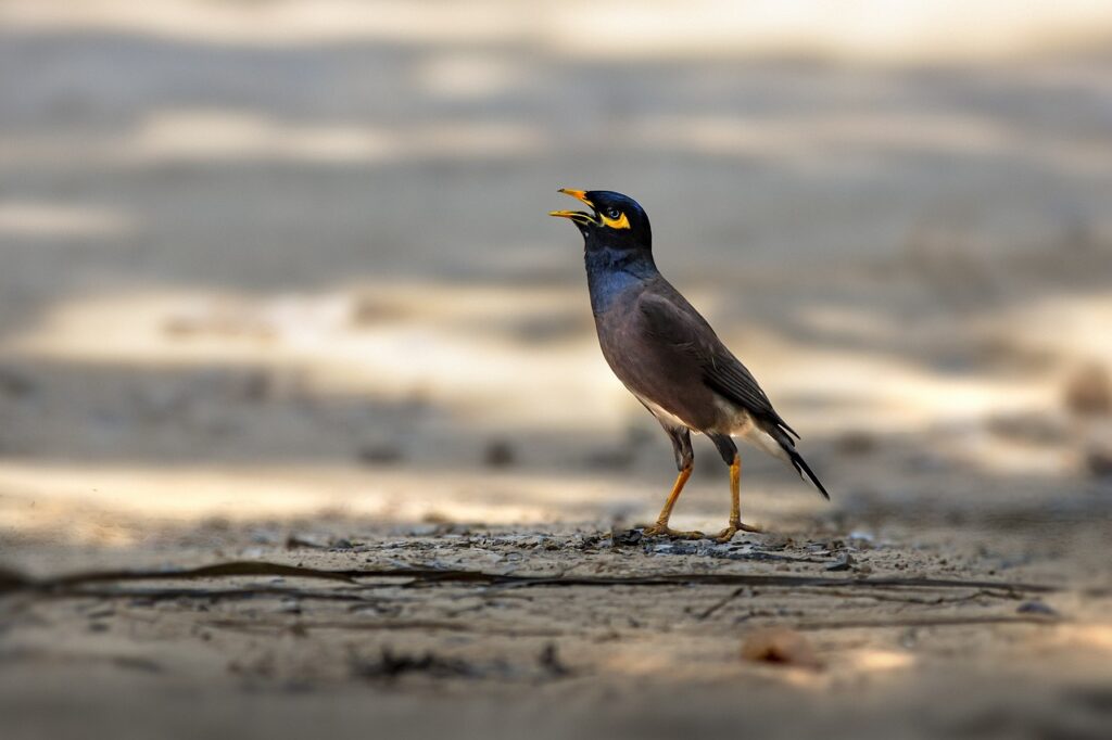 myna, bird, ground-5783794.jpg