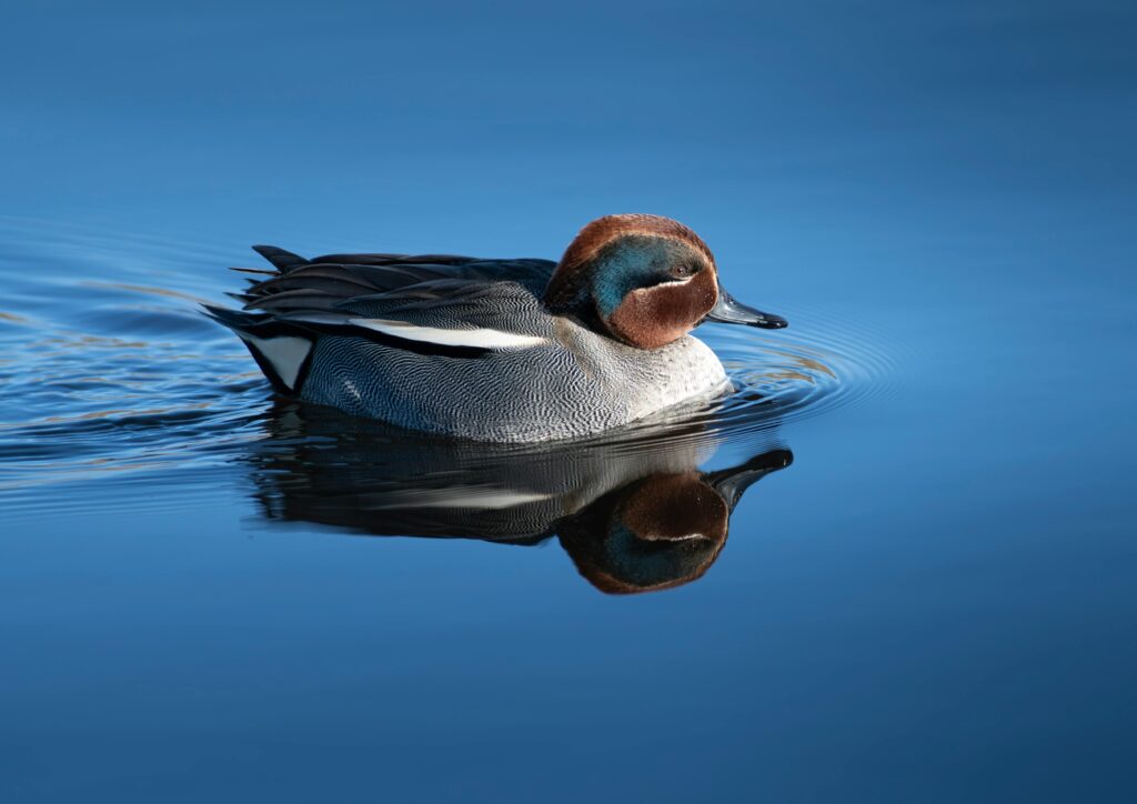 Eurasian teals show stunning reflections on serene water surface.
