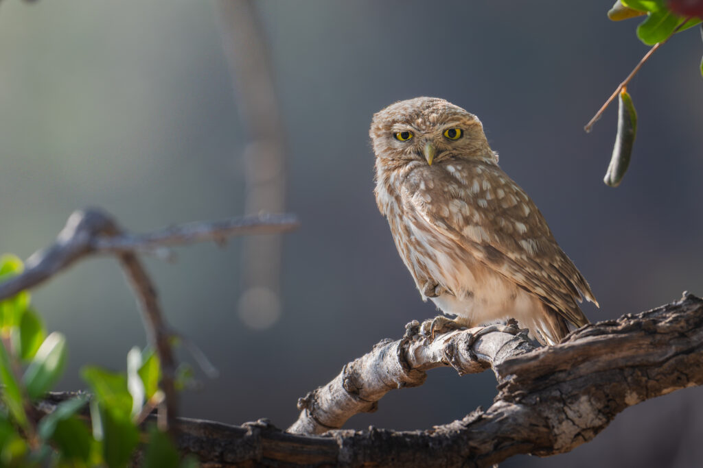 09 June 2025 Maroni Little owl
