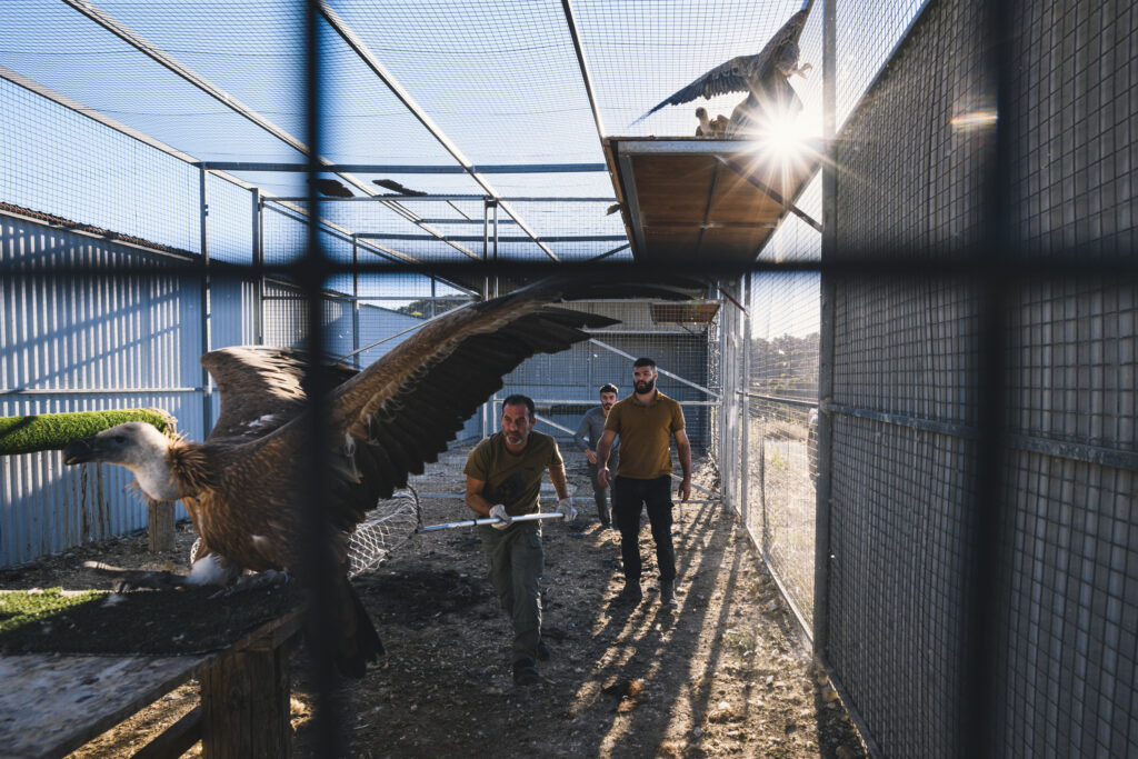 Vulture Tag-Release September 26 and 28th_11