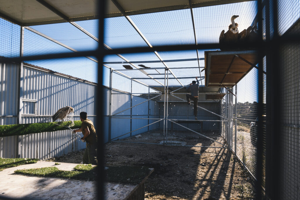 Vulture Tag-Release September 26 and 28th_12