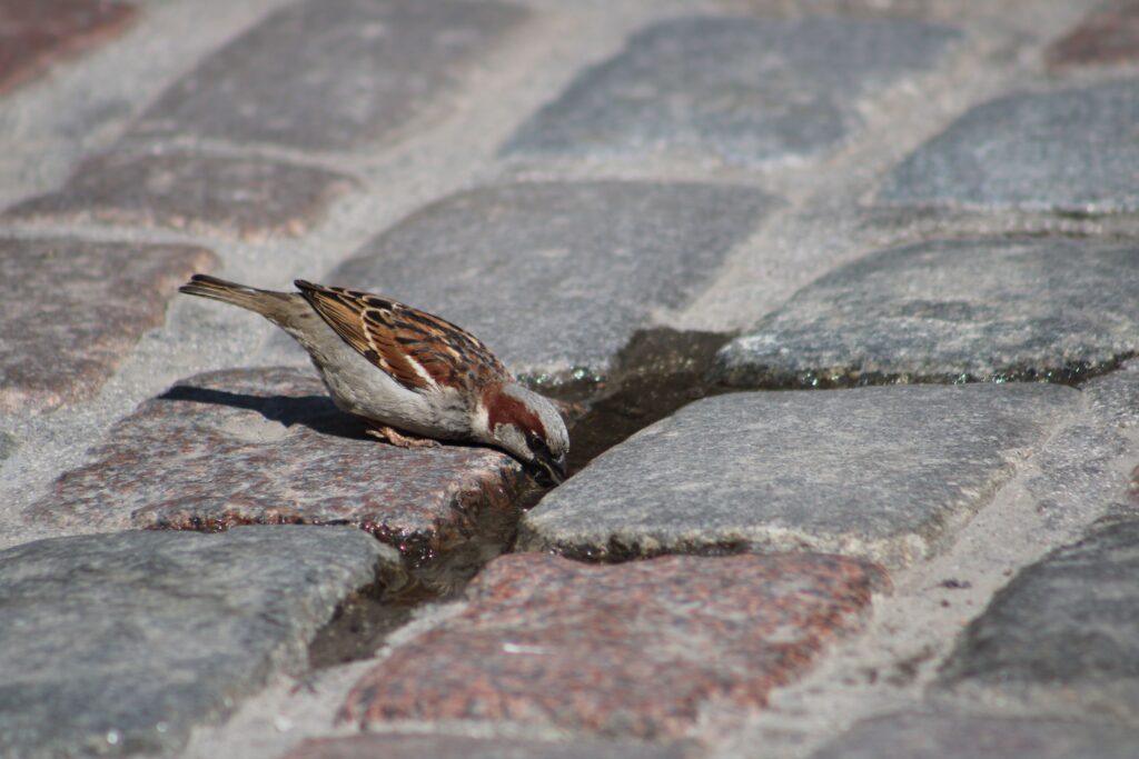 A sparrow drinks from a puddle on a cobblestone street in Tallinn, capturing urban nature.