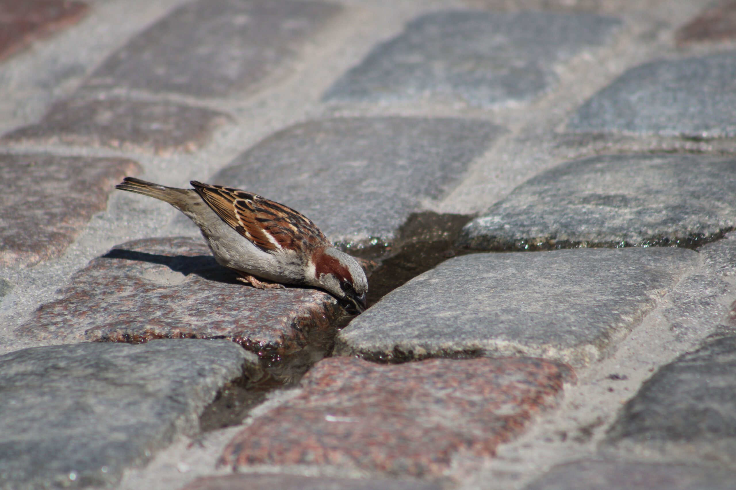 A sparrow drinks from a puddle on a cobblestone street in Tallinn, capturing urban nature.