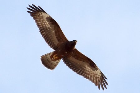 0595.0 European Honey Buzzard (Kouklia - 05.10.12) John Stapley_450_850_crp