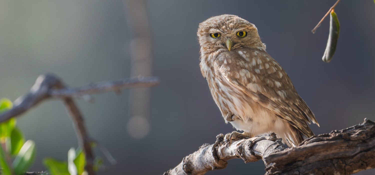 09 June 2025 Maroni Little owl