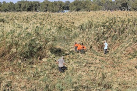 1st reed clearing at Zakaki Marsh_450_850_crp