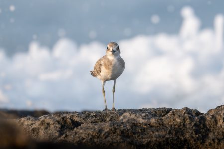 Greater Sand Plover © Loizos Loizou