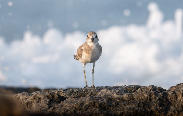 Greater Sand Plover © Loizos Loizou