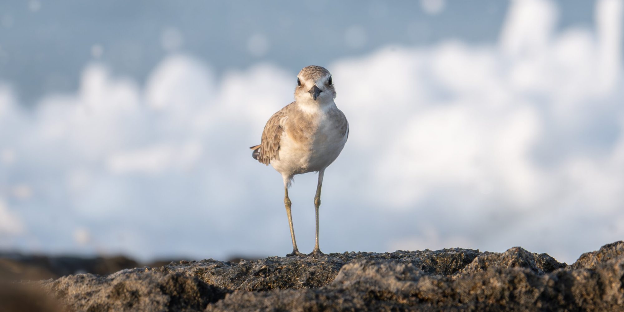 Greater Sand Plover © Loizos Loizou