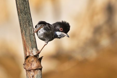 Cyprus Warbler