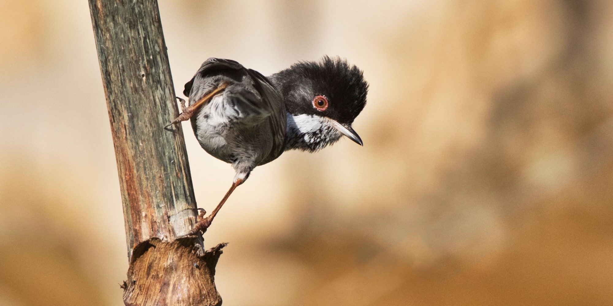 Cyprus Warbler