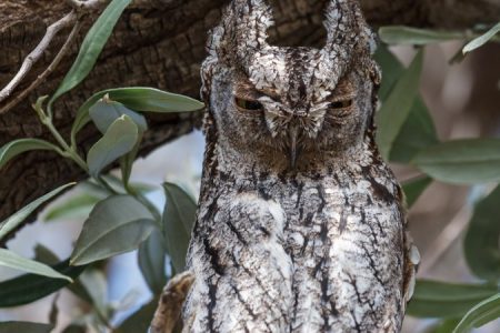 A. Stocker_Scops Owl_2012 (3)_450_850_crp