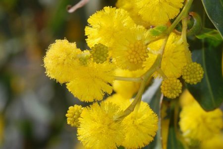 Acacia Saligna Alvesgaspar Wikimedia Commons_450_850_crp