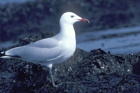 Audouin_39_s_Gull_1_D_450_850_crp