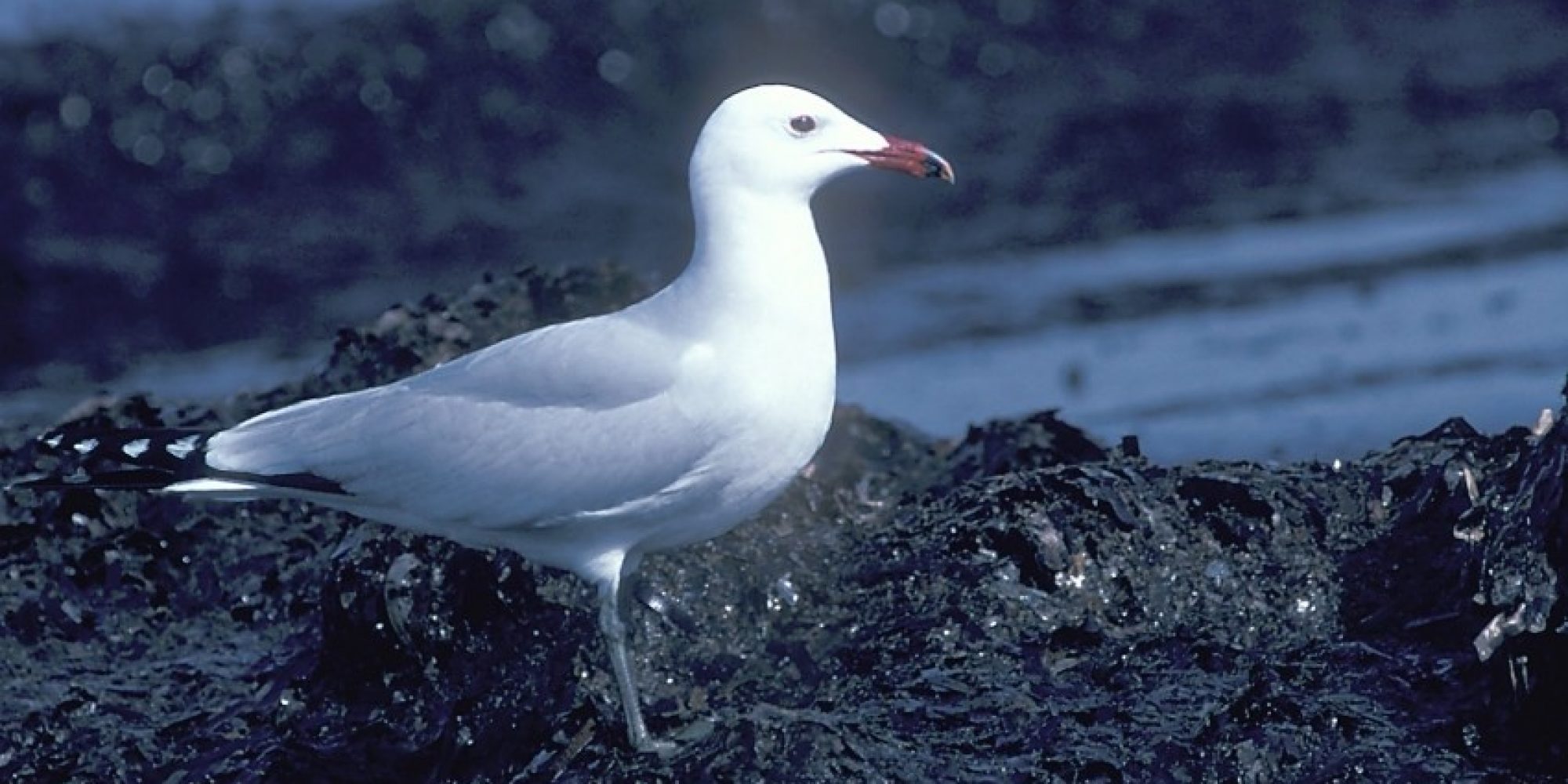 Audouin_39_s_Gull_1_D_450_850_crp