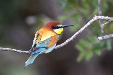 Bee-eater- Dave Nye_450_850_crp