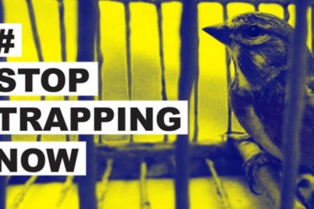 BirdLife Malta stop trapping now_450_850_crp