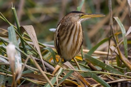 Bittern Docu Still_450_850_crp