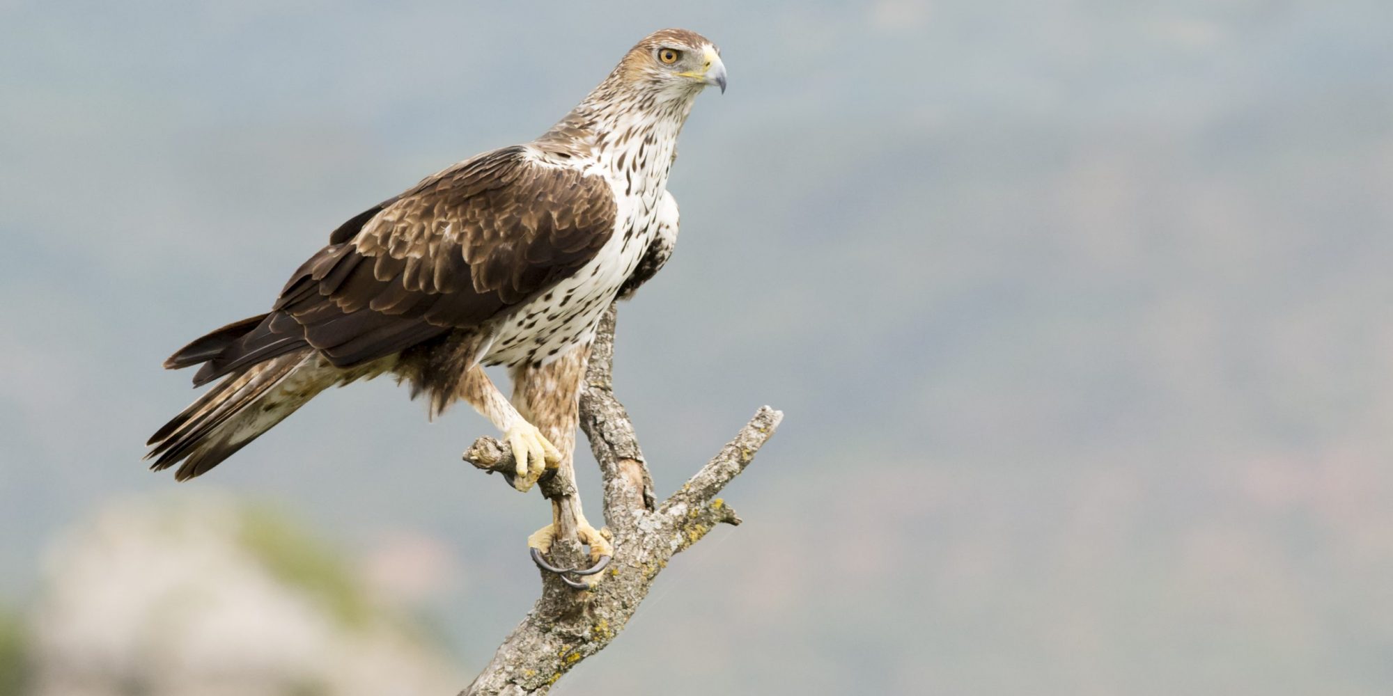 Bonelli's Eagle © Andre Anita / Shutterstock