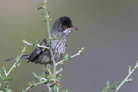 Cyprus Warbler - M Gore_450_850_crp