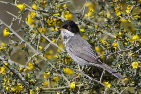 Cyprus Warbler - Michael Gore_450_850_crp