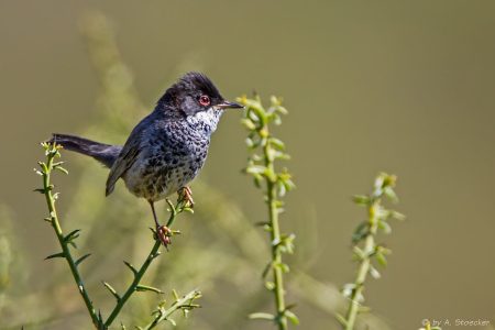Cyprus-Warbler-by-Albert-Stoecker2
