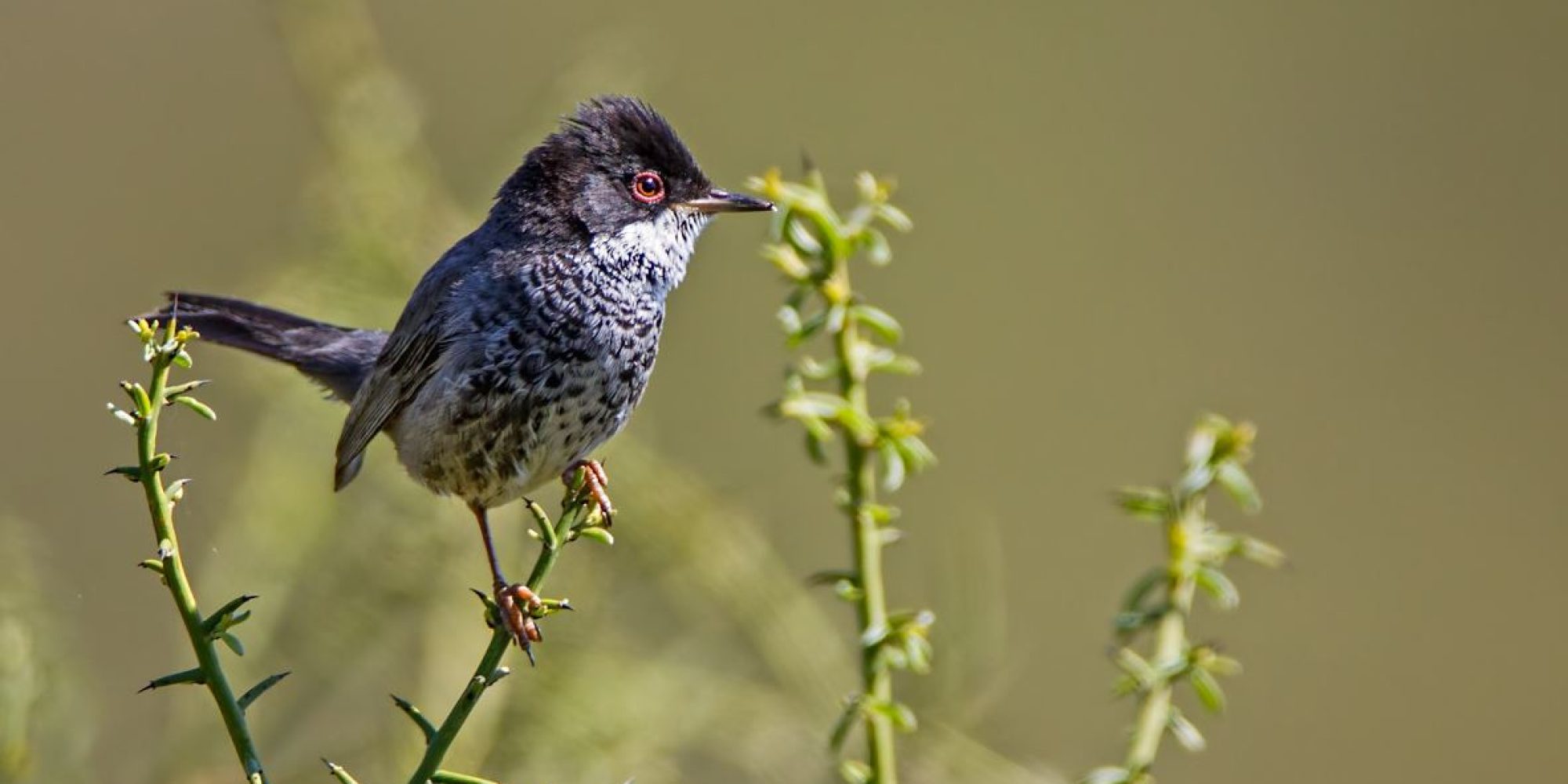 Cyprus-Warbler-by-Albert-Stoecker2