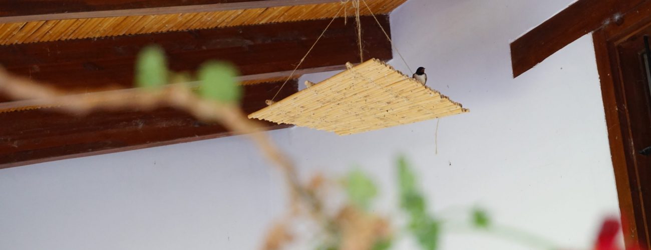 Barn Swallow nest platform