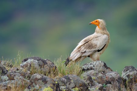Ασπρόγυπας © Ondrej Prosicky, Shutterstock