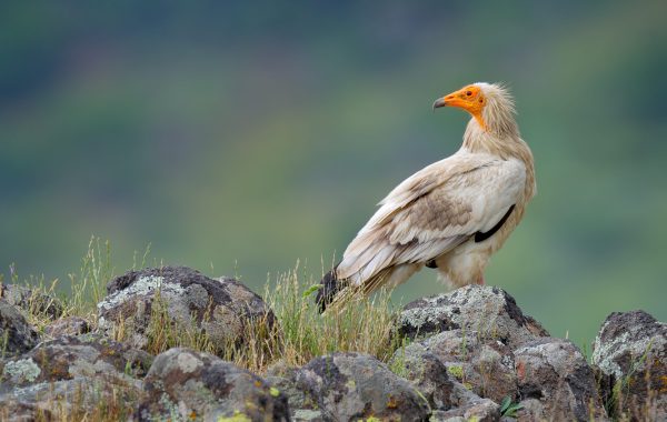 Ασπρόγυπας © Ondrej Prosicky, Shutterstock