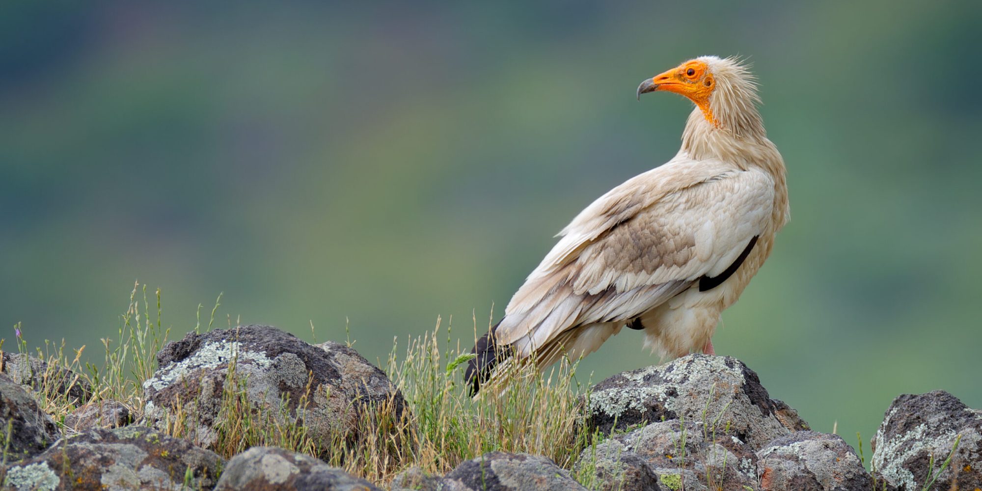 Ασπρόγυπας © Ondrej Prosicky, Shutterstock