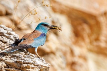 European Roller - Albert Stoecker_450_850_crp