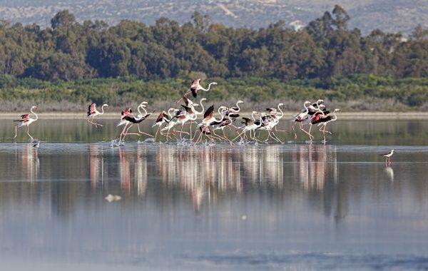 Greater Flamingo © A. Stoecker