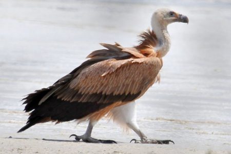 Griffon Vulture John Stapley_450_850_crp