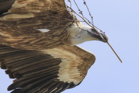 Griffon Vulture nest prep Ricos Gregoriou_450_850_crp