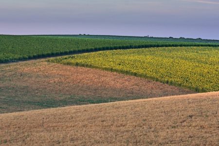 Intensive farming example_450_850_crp