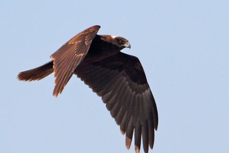 Marsh Harrier by D Nye_450_850_crp