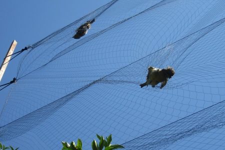 Mist_nets_with_trapped birds_450_850_crp