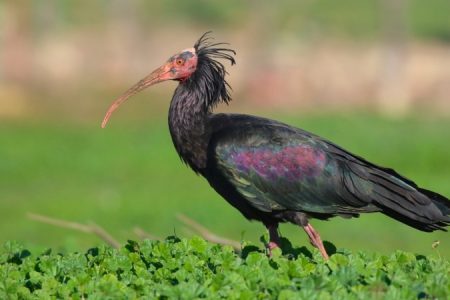 Northern_Bald_Ibis_Geronticus_eremita_©_D_Faulder_450_850_crp