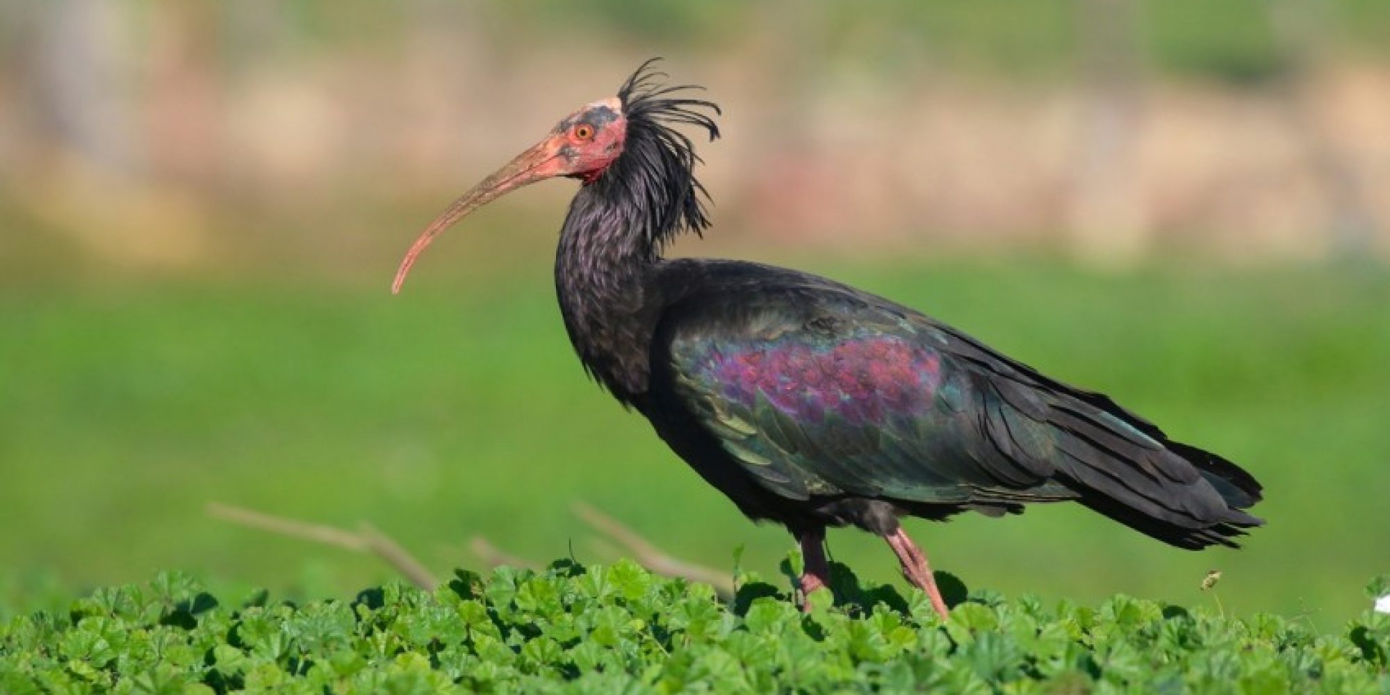 Northern_Bald_Ibis_Geronticus_eremita_©_D_Faulder_450_850_crp