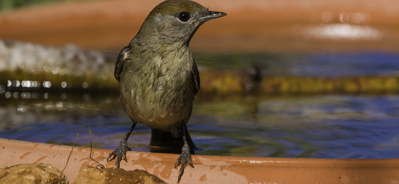 Bird bath by Albert Stoecker